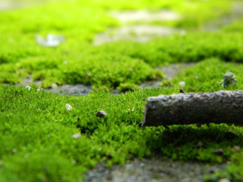 How To Use A Moss Killer Correctly? - lawn moss killer