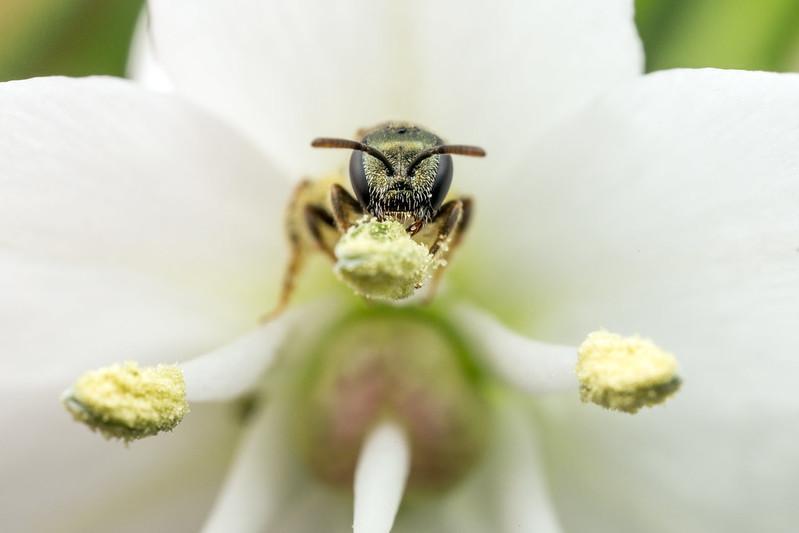 Let's Start With …What Exactly Are Sweat Bees