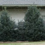 Top 15 Privacy Trees For Your Lovely Backyard | A Comprehensive Guide