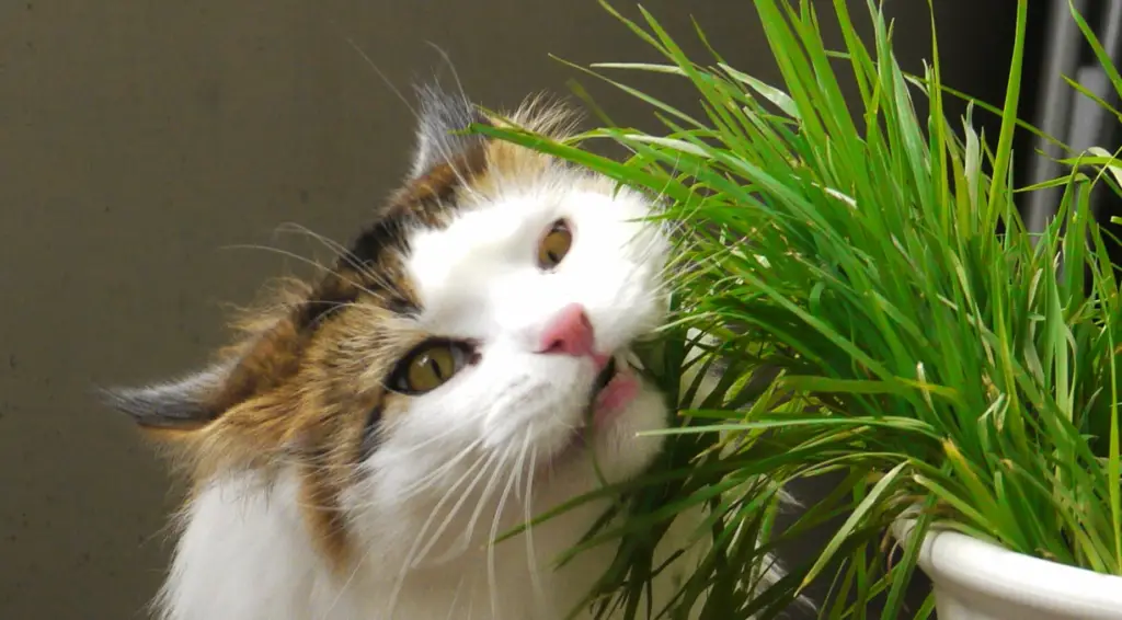 Plant Cat Grass