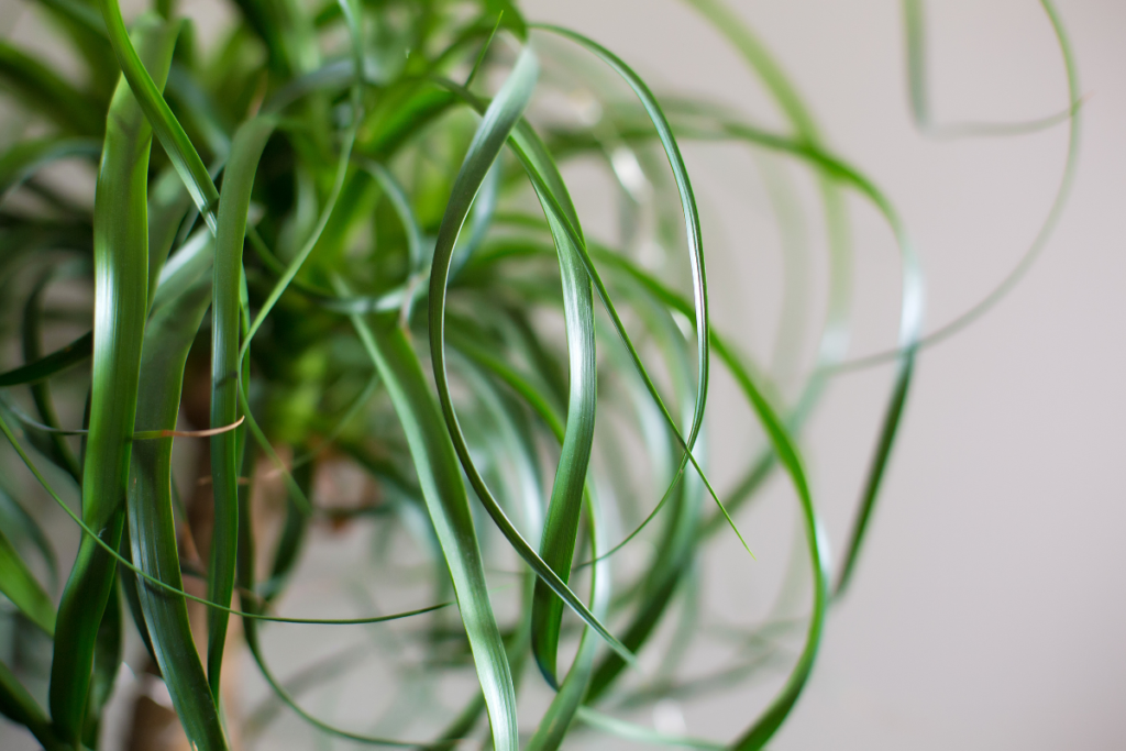 Ponytail Palm - best plant for office