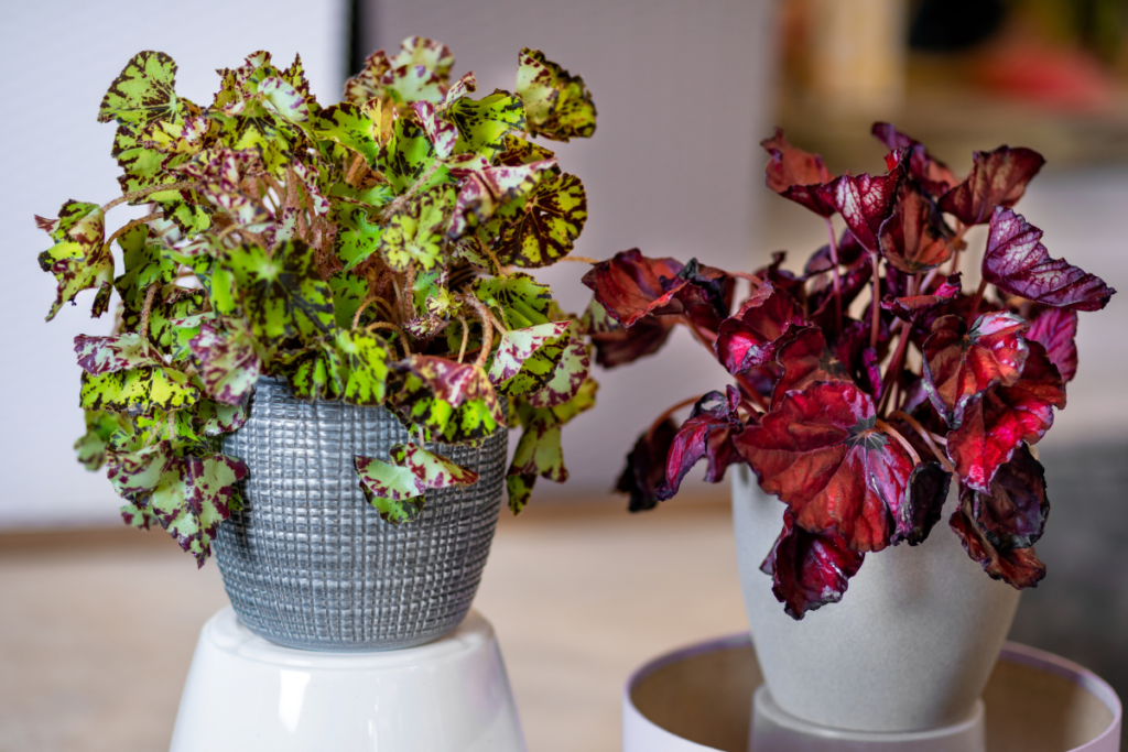 Rex Begonia - best plant for office