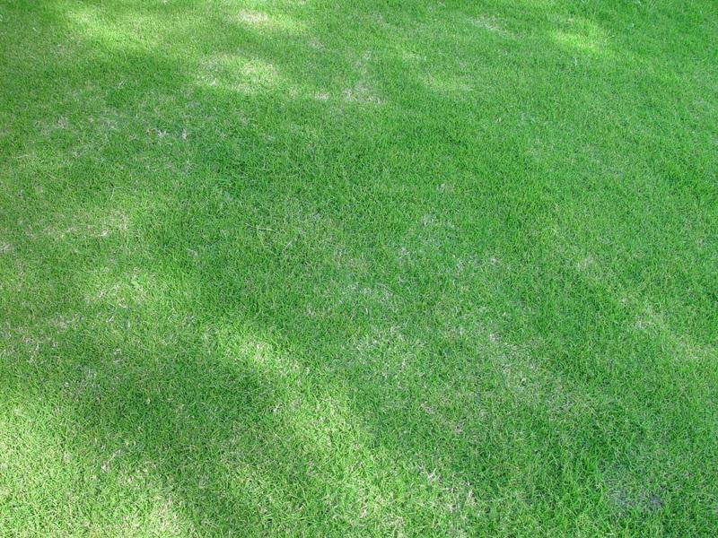 Signs That Your Lawn Needs Lime
