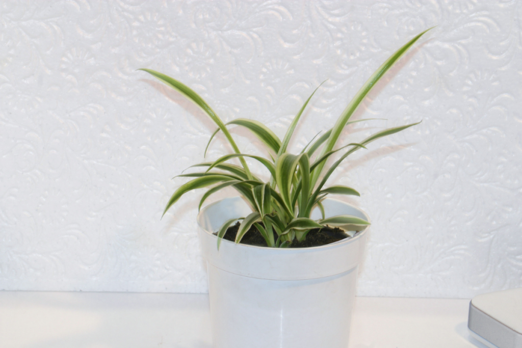 Spider Plants - best plant for office