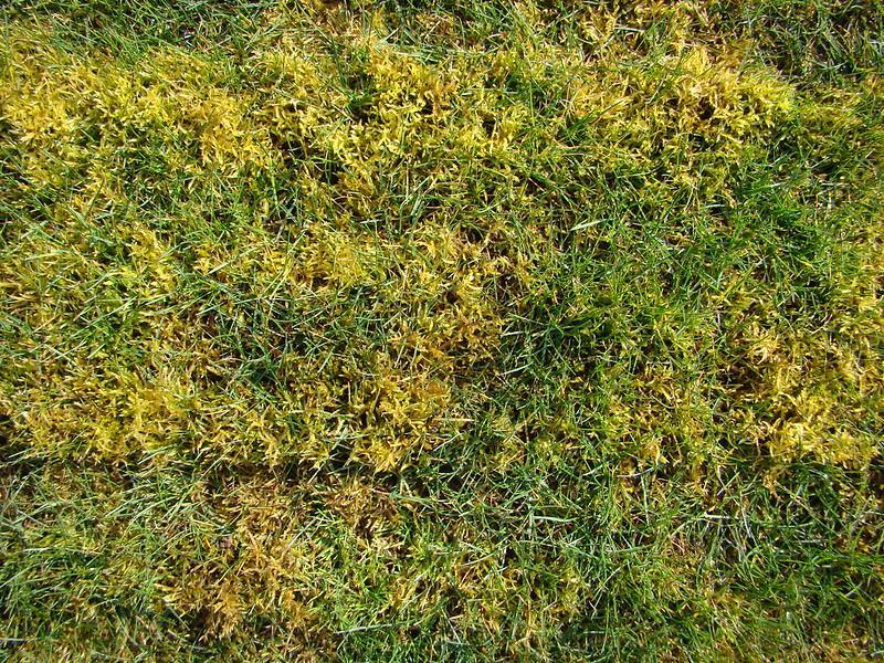 Things To Consider Before Buying A Moss Killer - lawn moss killer