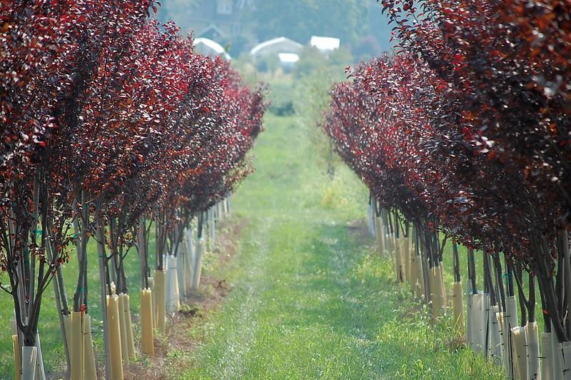 Thundercloud Plum Tree - cheap fast growing privacy trees
