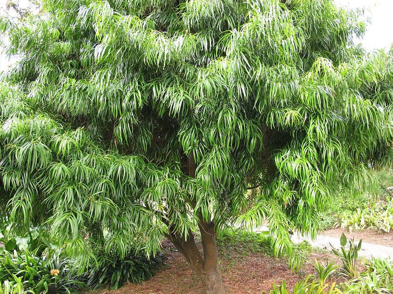 Weeping Podocarpus - cheap fast growing privacy trees