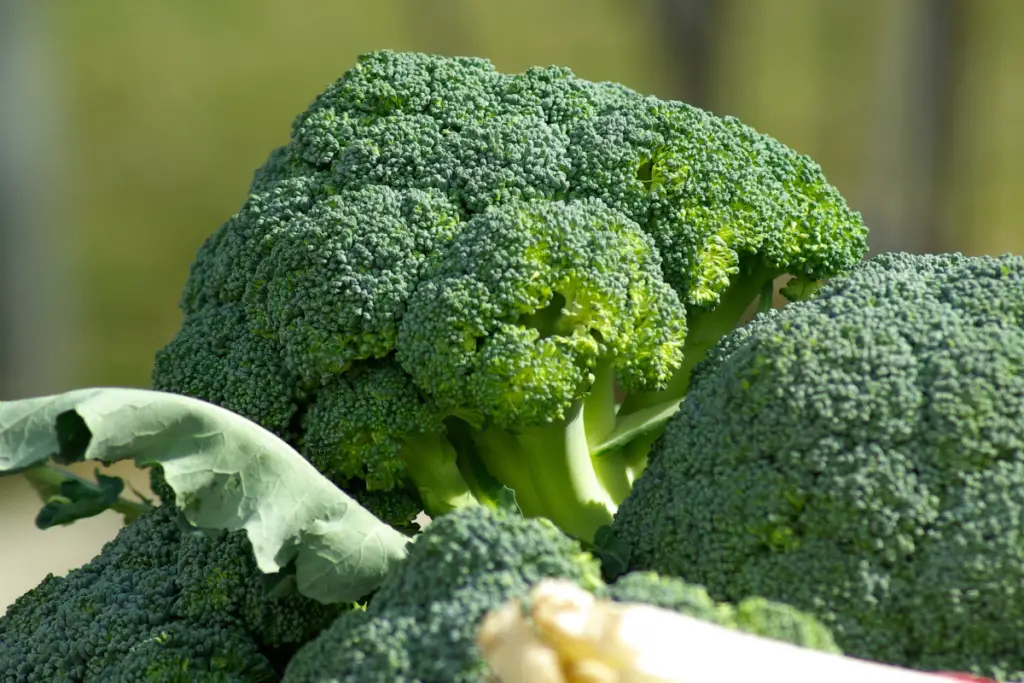 What Are The Other Related Types of Broccoli?
