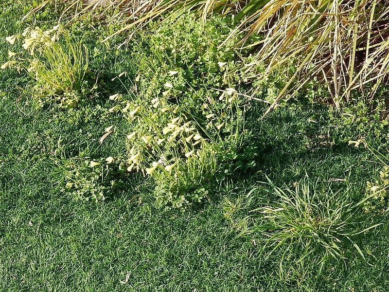 What Causes Weed Growth In a Yard?