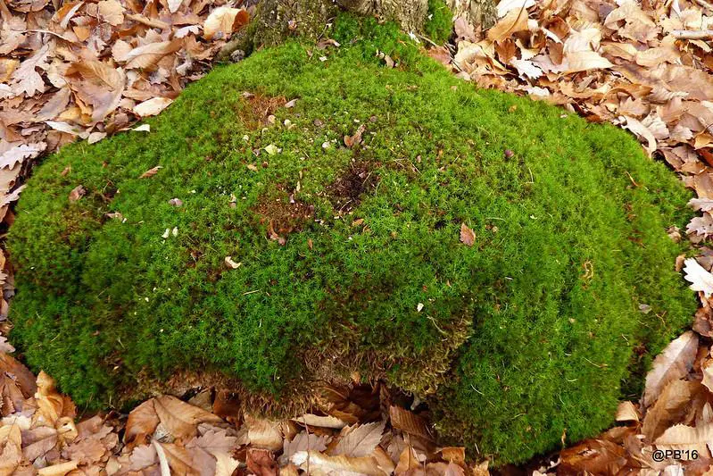 What Is Lawn Moss?