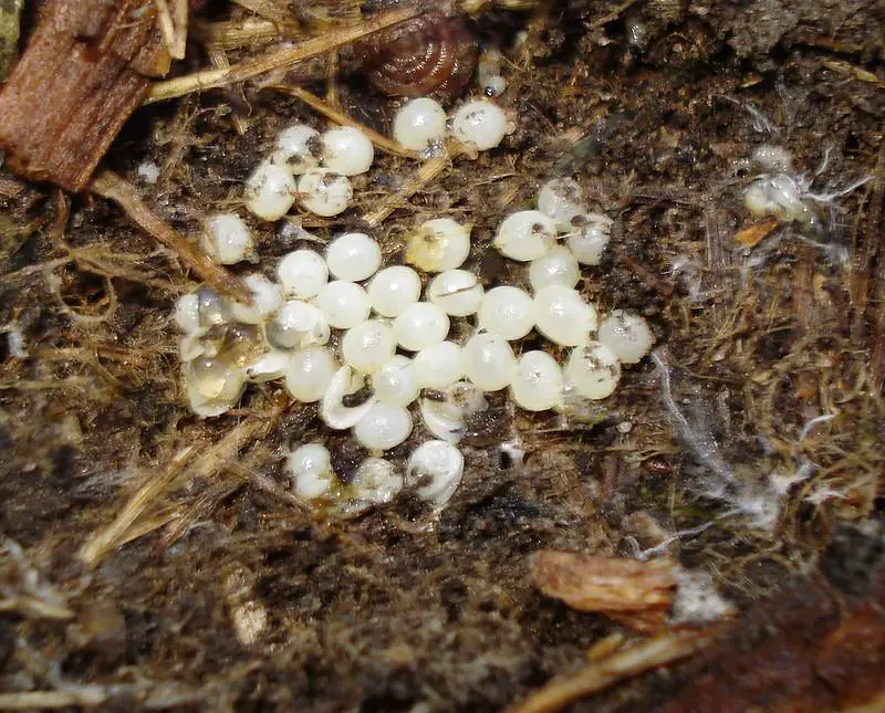 White Eggs In The Soil