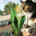 Are Snake Plants Toxic To Cats? All The Answers You Need And More