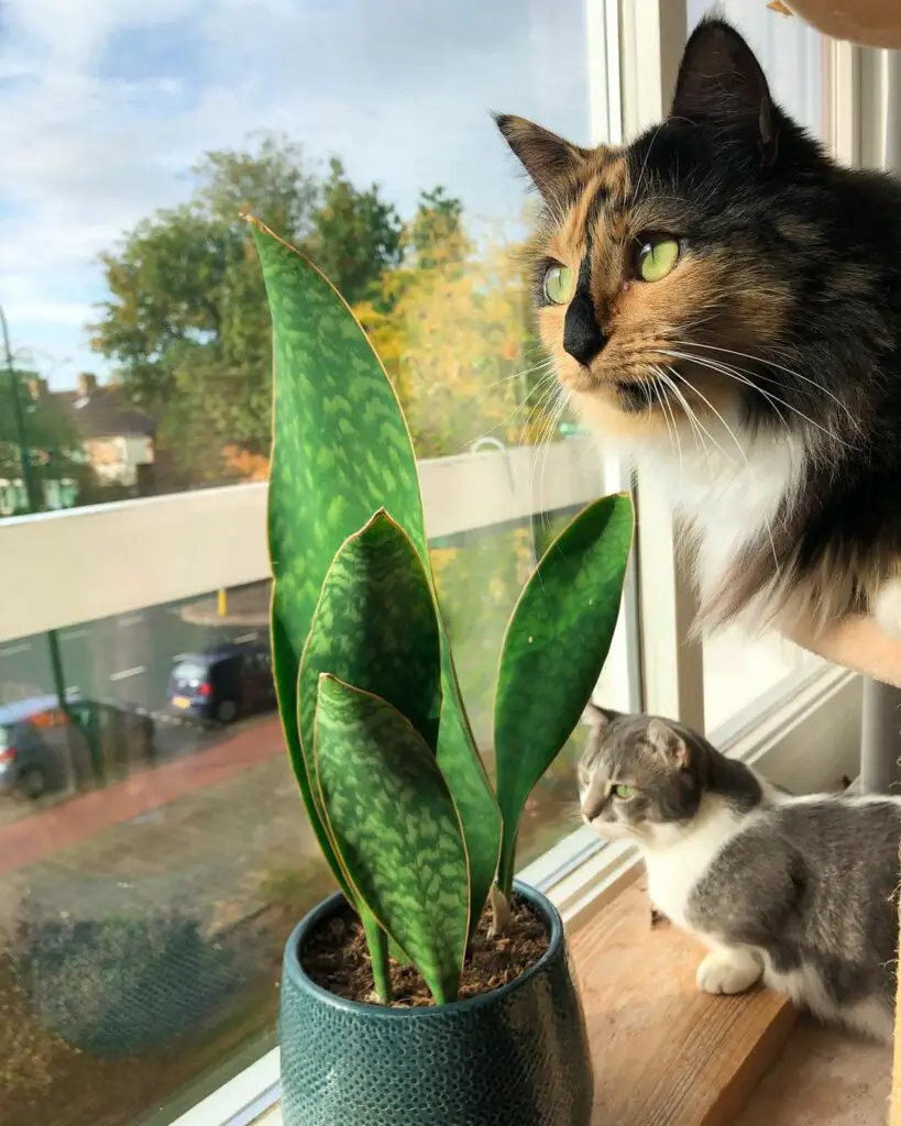 Are snake plants toxic to cats