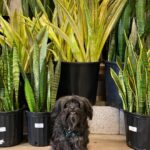 Are Snake Plants Toxic To Dogs?: Here Are The Answers You Need To Know