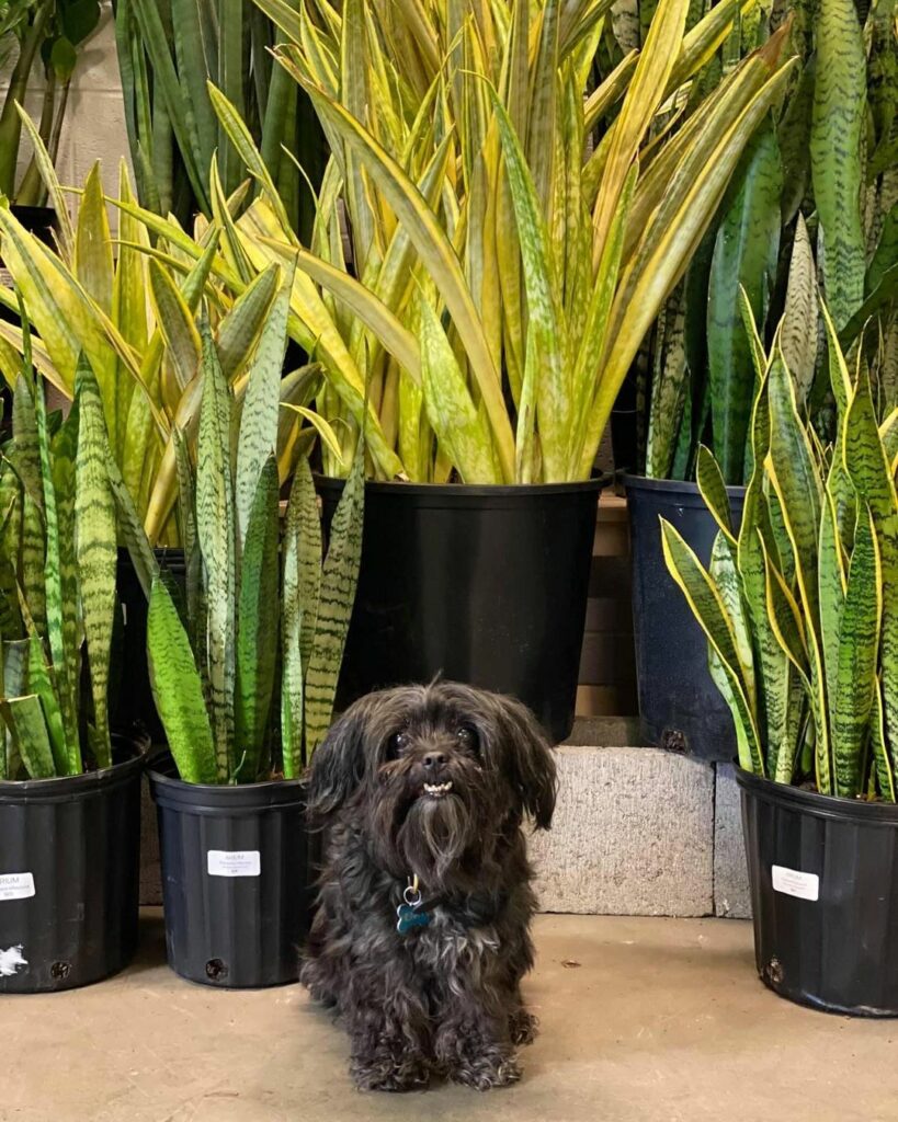 Are snake plants toxic to dogs
