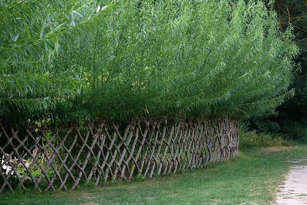 cheap fast growing privacy trees