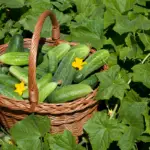 Pollinating Cucumbers: How To Pollinate Them And More Helpful Gardening Tips