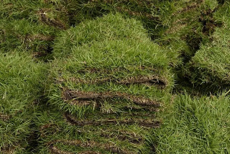 how fast does zoysia grass spread