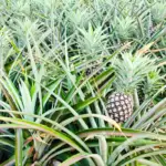 How Long Does It Take For A Pineapple To Grow? - Growing Information and Cultivating Tips