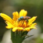 How To Get Rid Of Sweat Bees Quickly & Easily? Simple Ways That Work