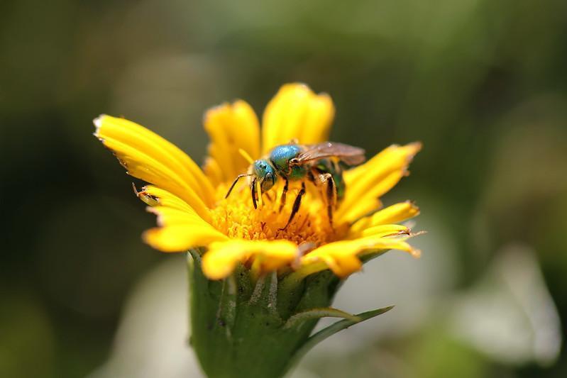 how to get rid of sweat bees