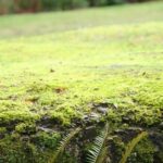 Best Moss Killer For Lawns And Homes | A Comprehensive Guide