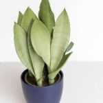 Moonshine Sansevieria: #1 Care, Propagation, And Watering Guide