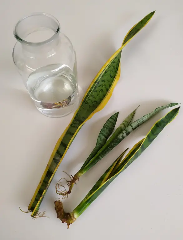 Growing and planting sansevieria care