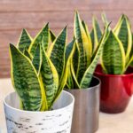 Sansevieria Plant: Important Care Tips, Watering, And Propagation Guide For You