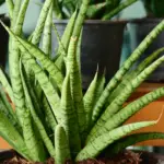 Sansevieria Cylindrica: The Best Care, Watering, And Propagation Guide