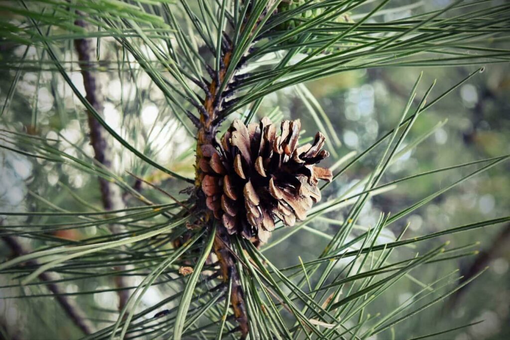 how much water does a pine tree drink a day