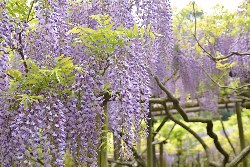wisteria-flowers