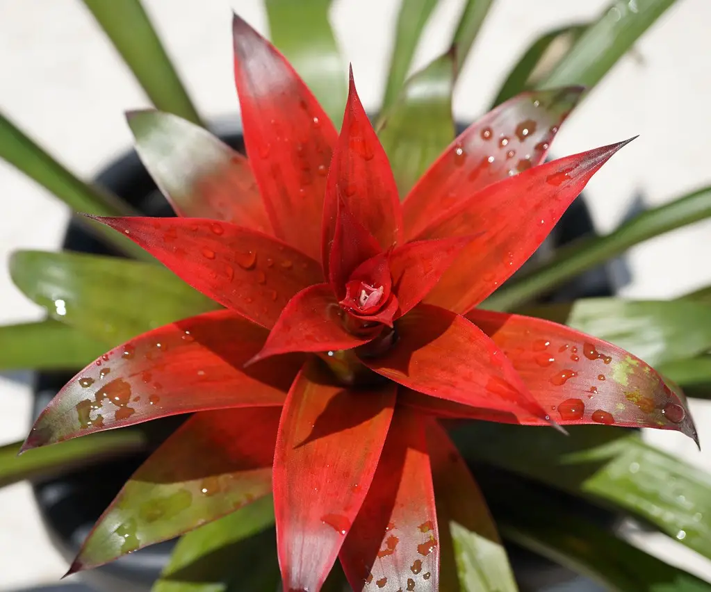 Bromeliads - house plants with red leaves