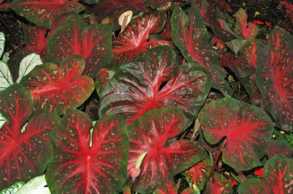 Caladium - house plants with red leaves