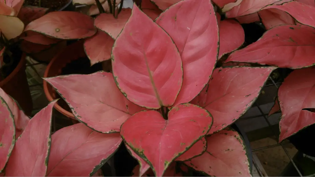 Aglaonema or Chinese Evergreen - house plants with red leaves