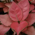 22 Plant Species and 50+ Varieties of Red Leaf Houseplants You Must-Have