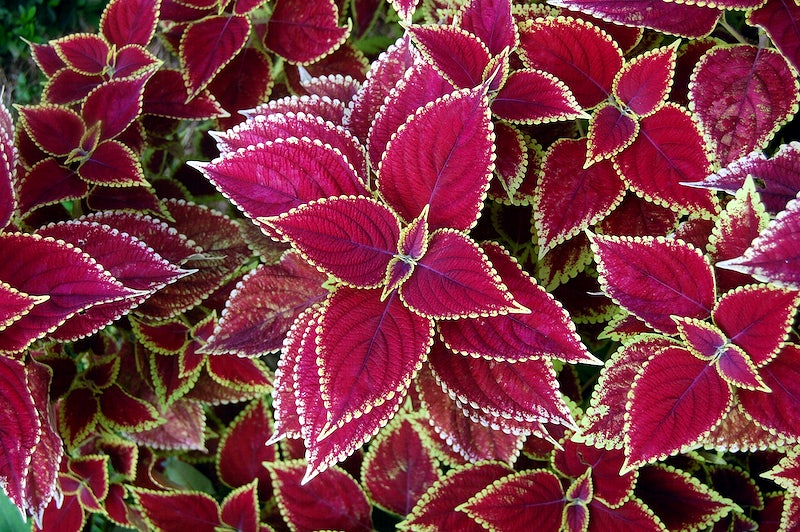 Coleus - house plants with red leaves