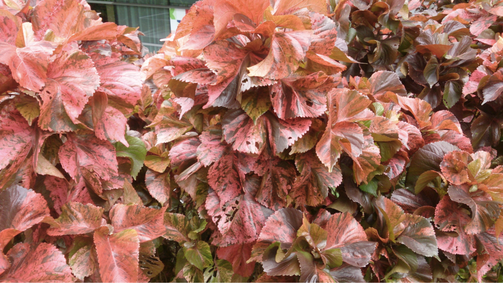 Copper Leaf Plant