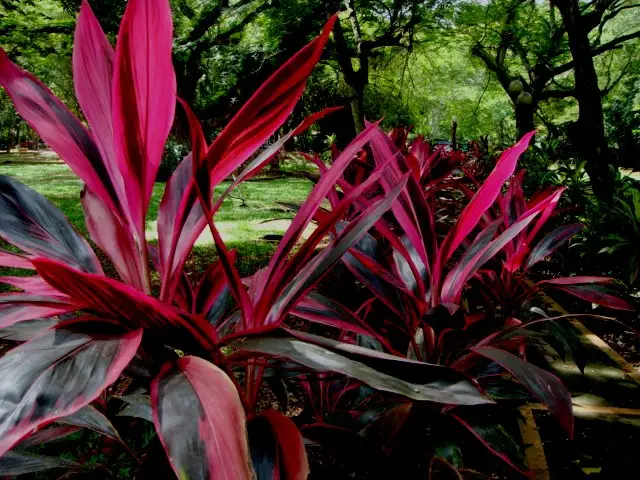 Cordyline - house plants with red leaves