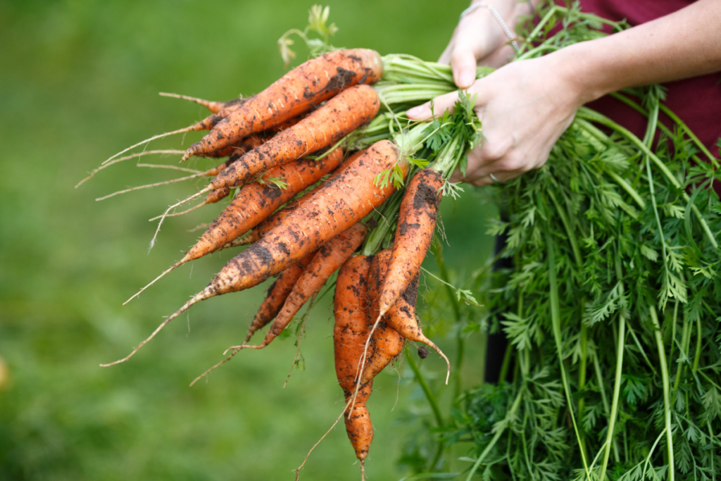 How Long Does a Carrot Take to Grow?