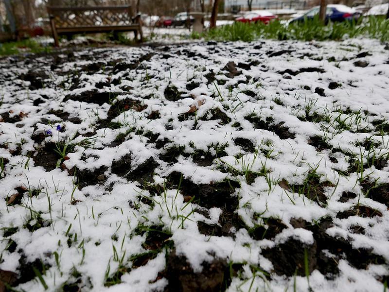 How To Protect Grass Seedlings From Frost?