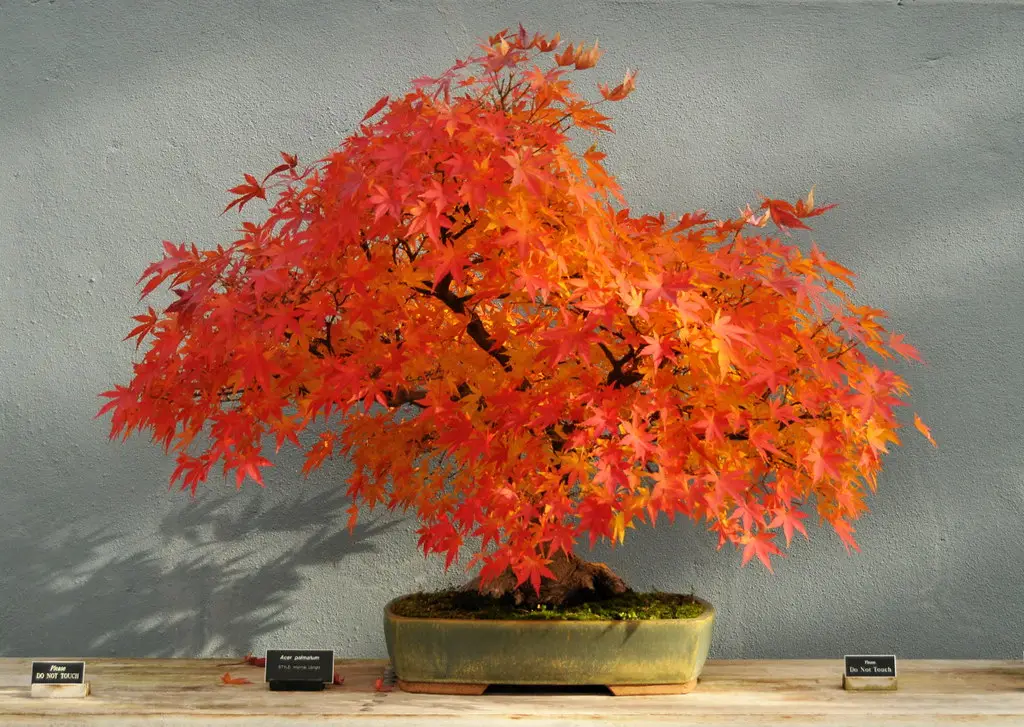 Japanese Red Maple Bonsai - house plants with red leaves
