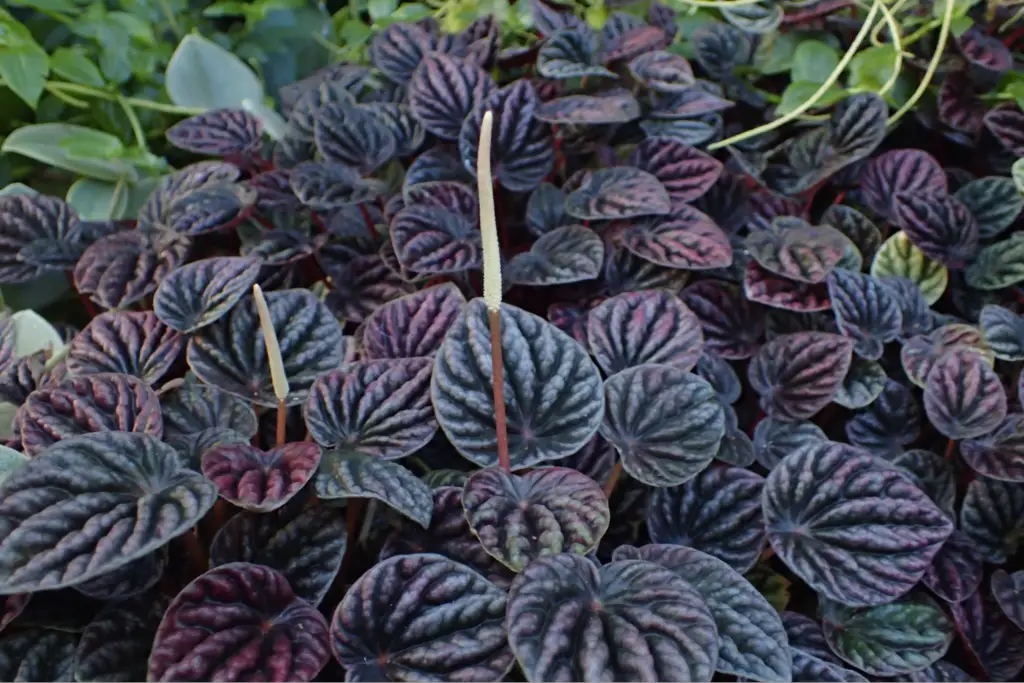 Peperomias or Radiator Plants