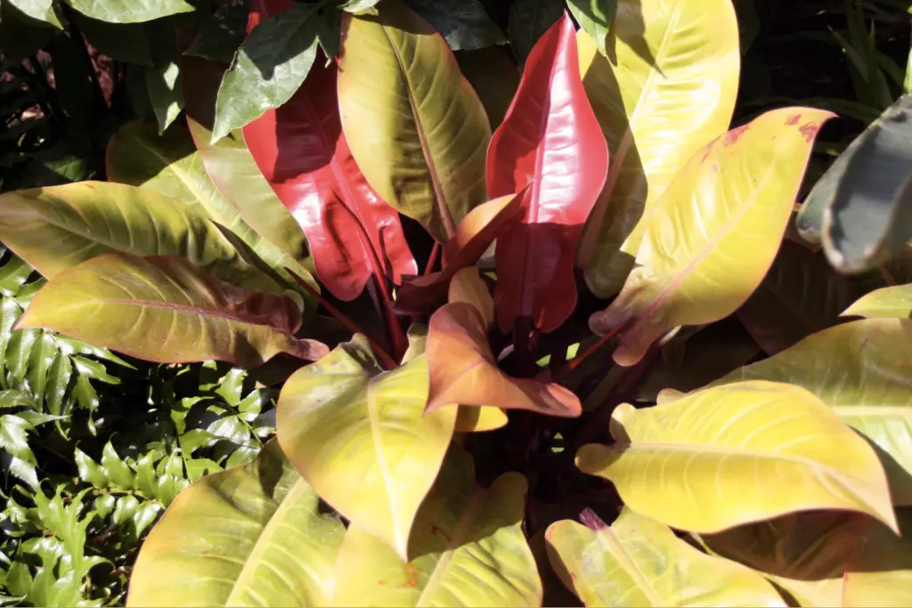  Philodendrons