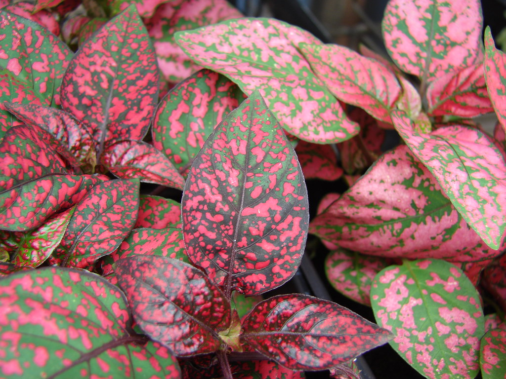 Polka Dot Plant - house plants with red leaves