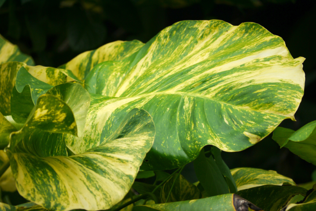 Pothos Plants Meaning and Symbolism