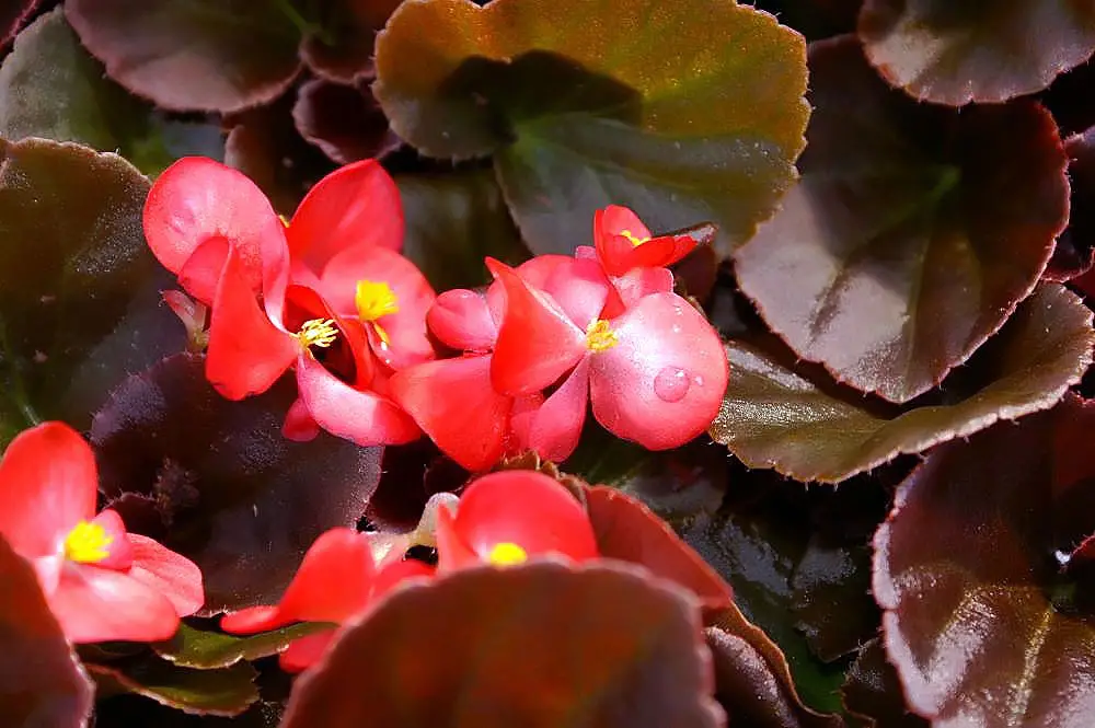 Red Leaf Begonias