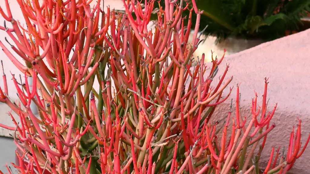 Red Pencil Plant