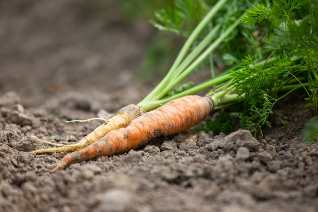 Carrots ready to harvest