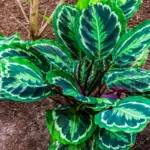 Calathea Medallion: The Best Care, Propagation, and Watering Guide For You